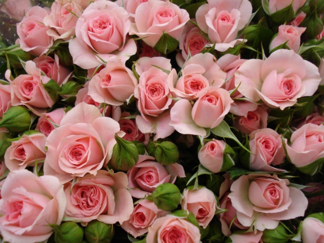 Кустовая роза    розовый фломинго