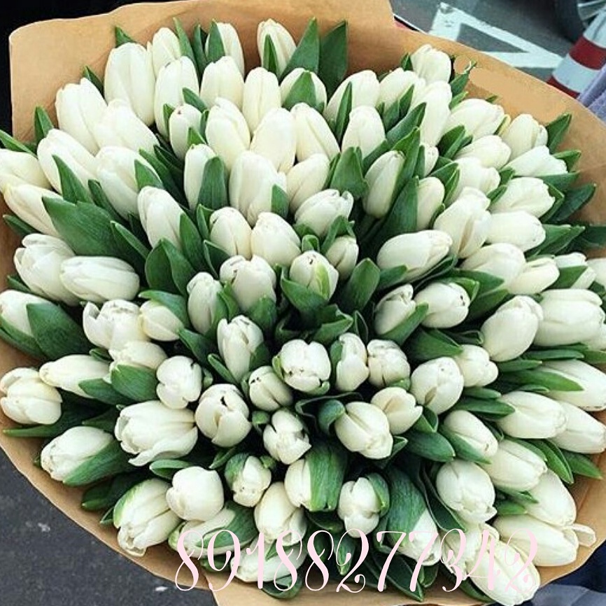 Белый тюльпан 101