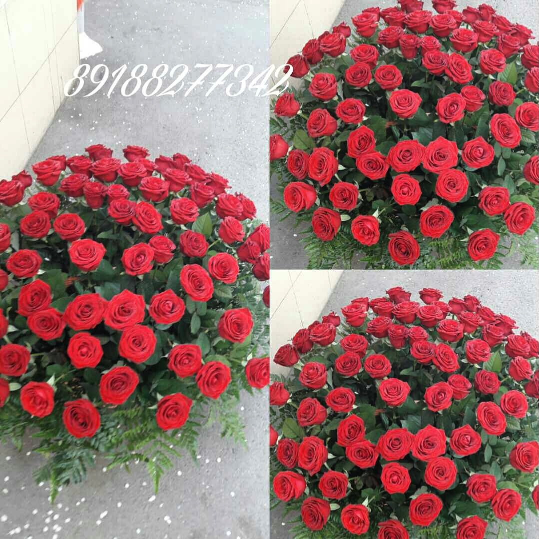 71 роза  ред наоми
