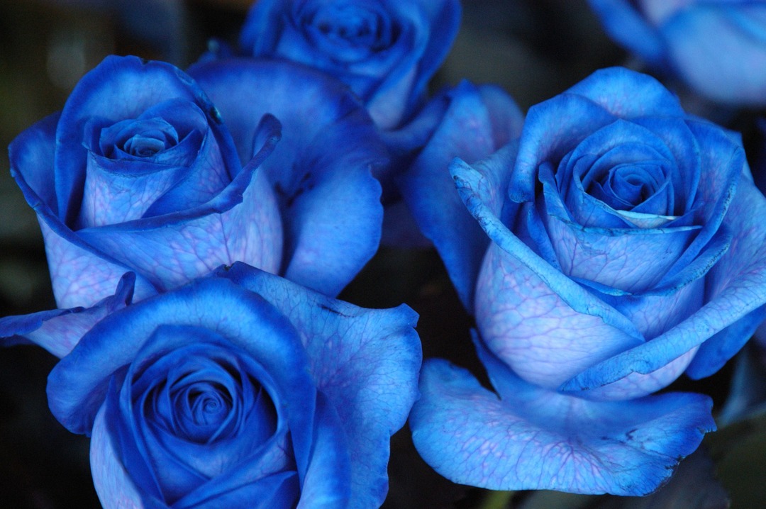 Синяя роза 